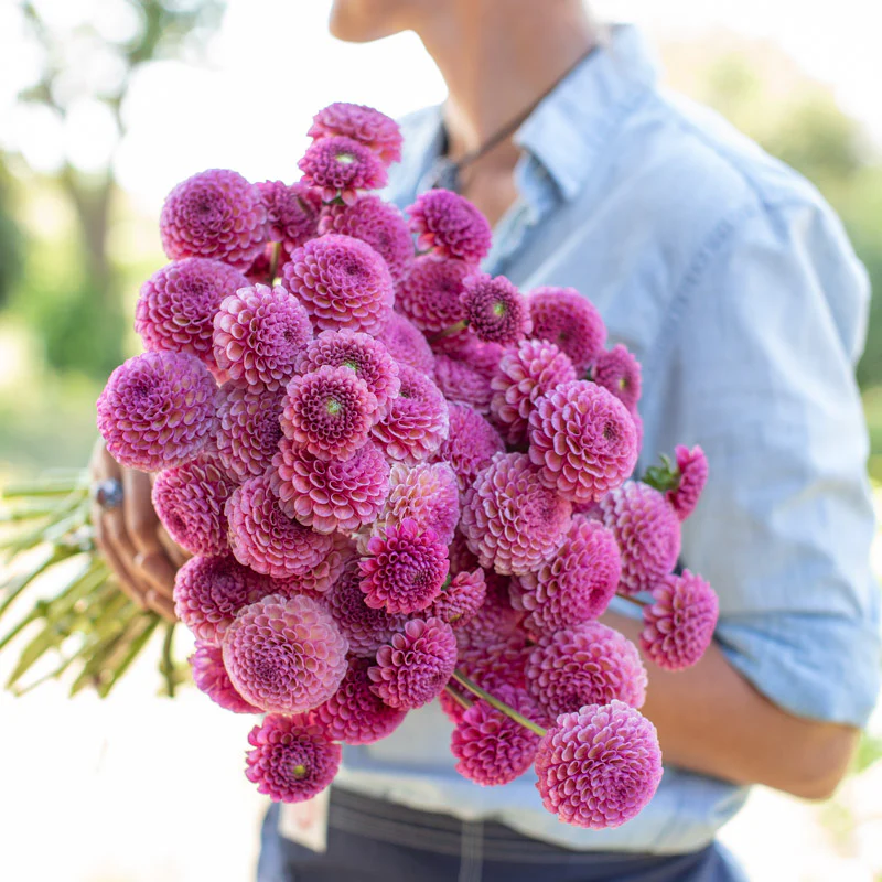 Dahlia Koko Puff