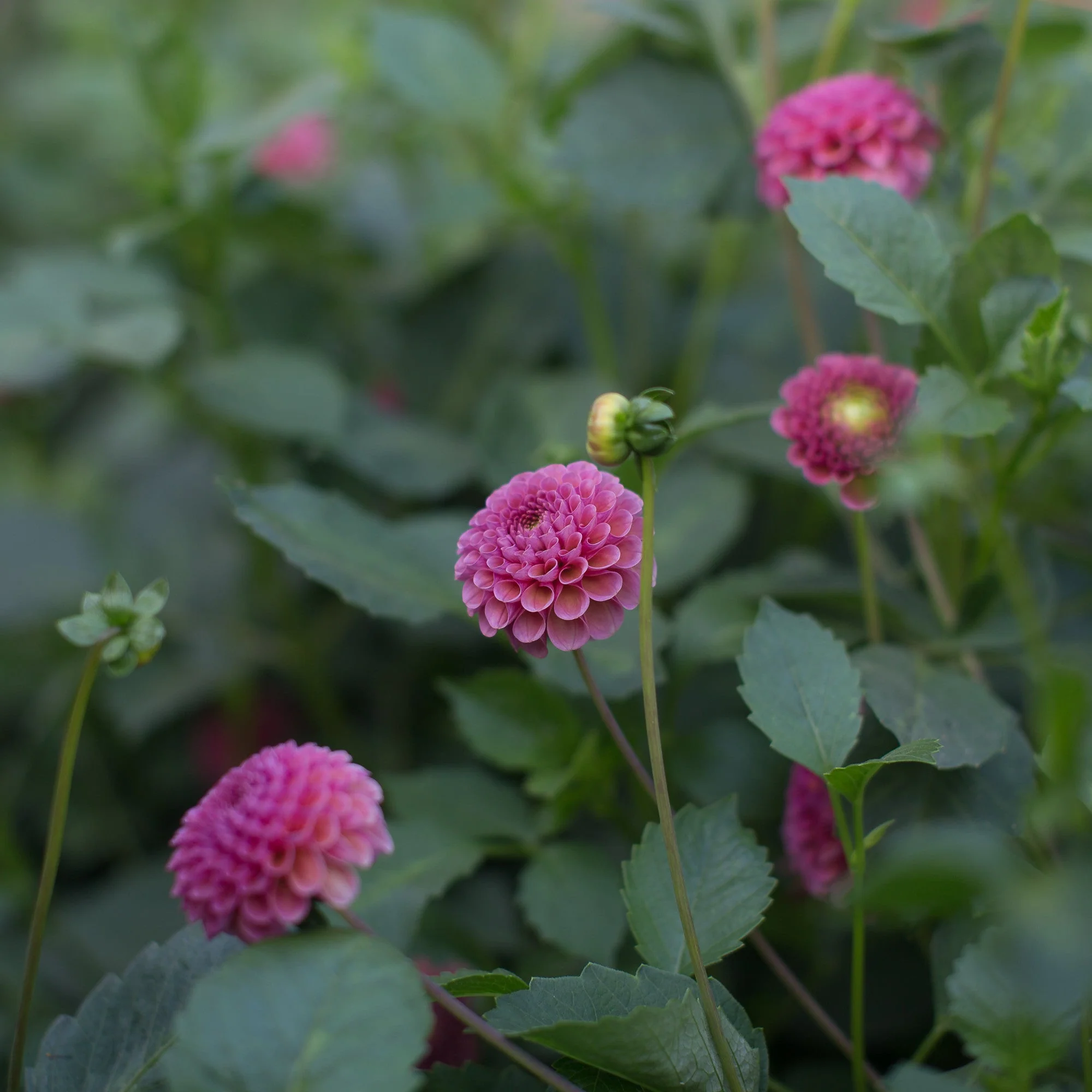 Dahlia Koko Puff - Image 2