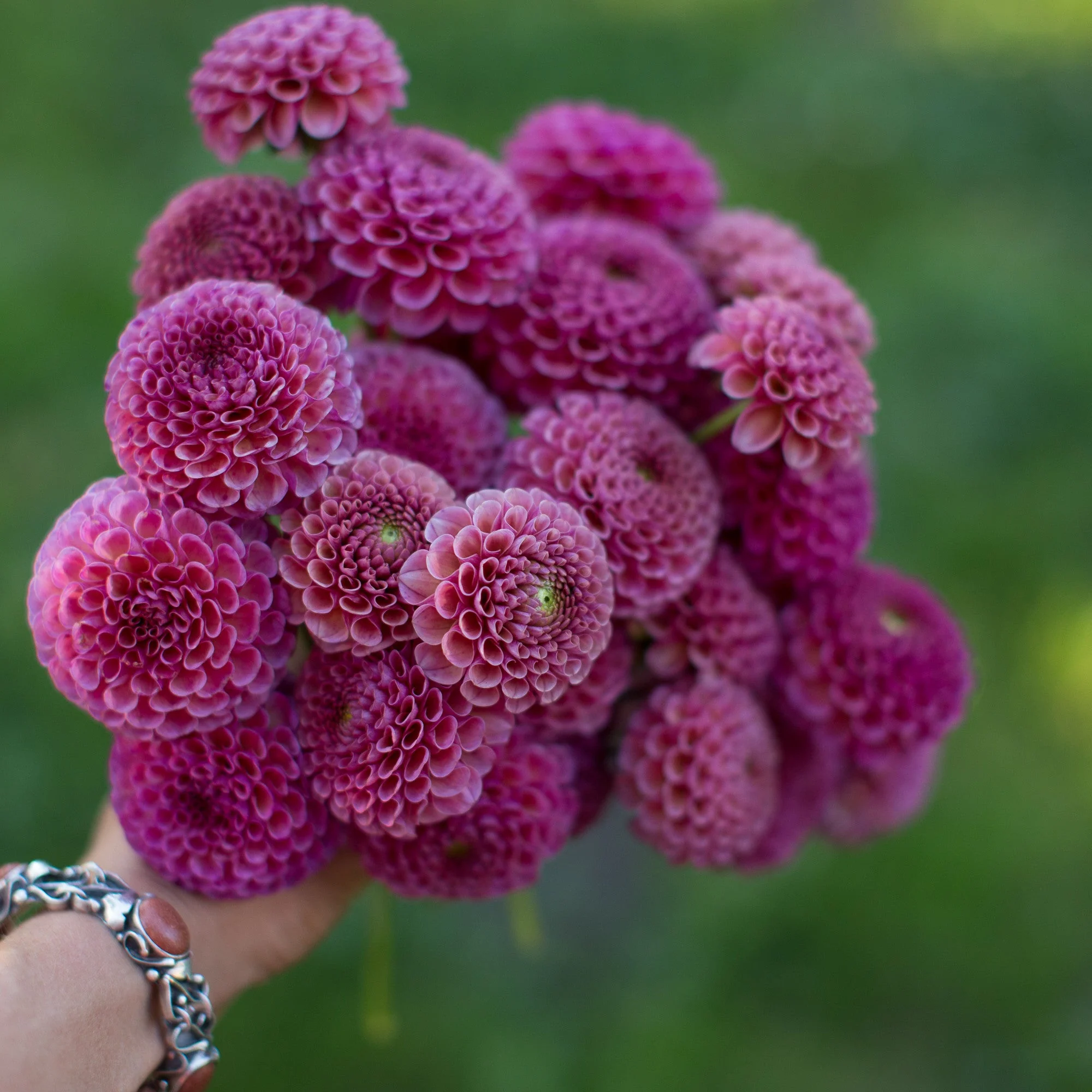 Dahlia Koko Puff - Image 3