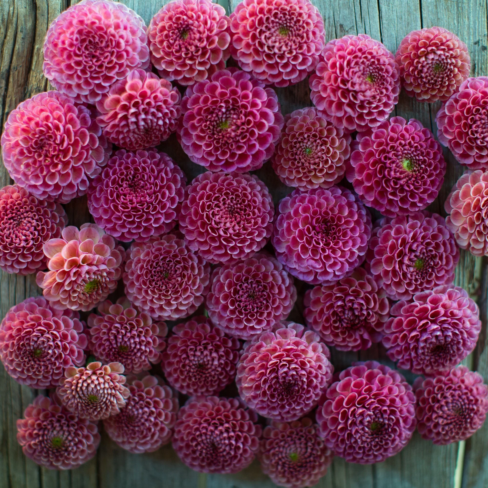 Dahlia Koko Puff - Image 4