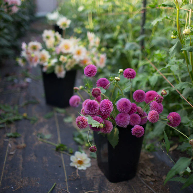 Dahlia Koko Puff - Image 5