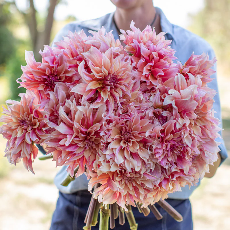 Dahlia Labyrinth
