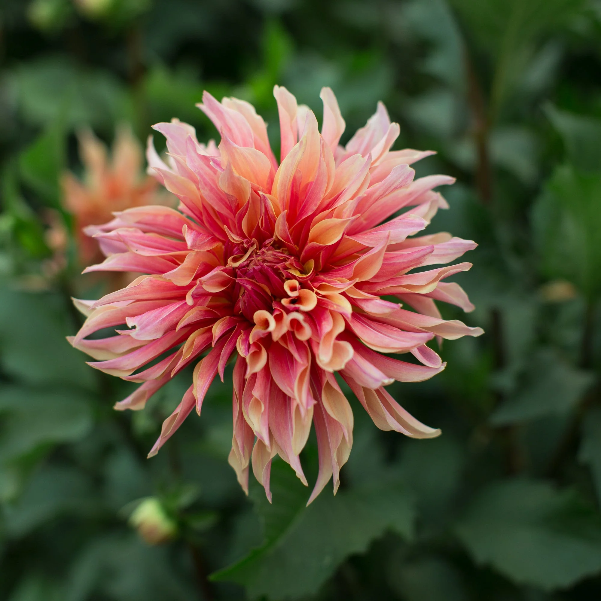 Dahlia Labyrinth - Image 2