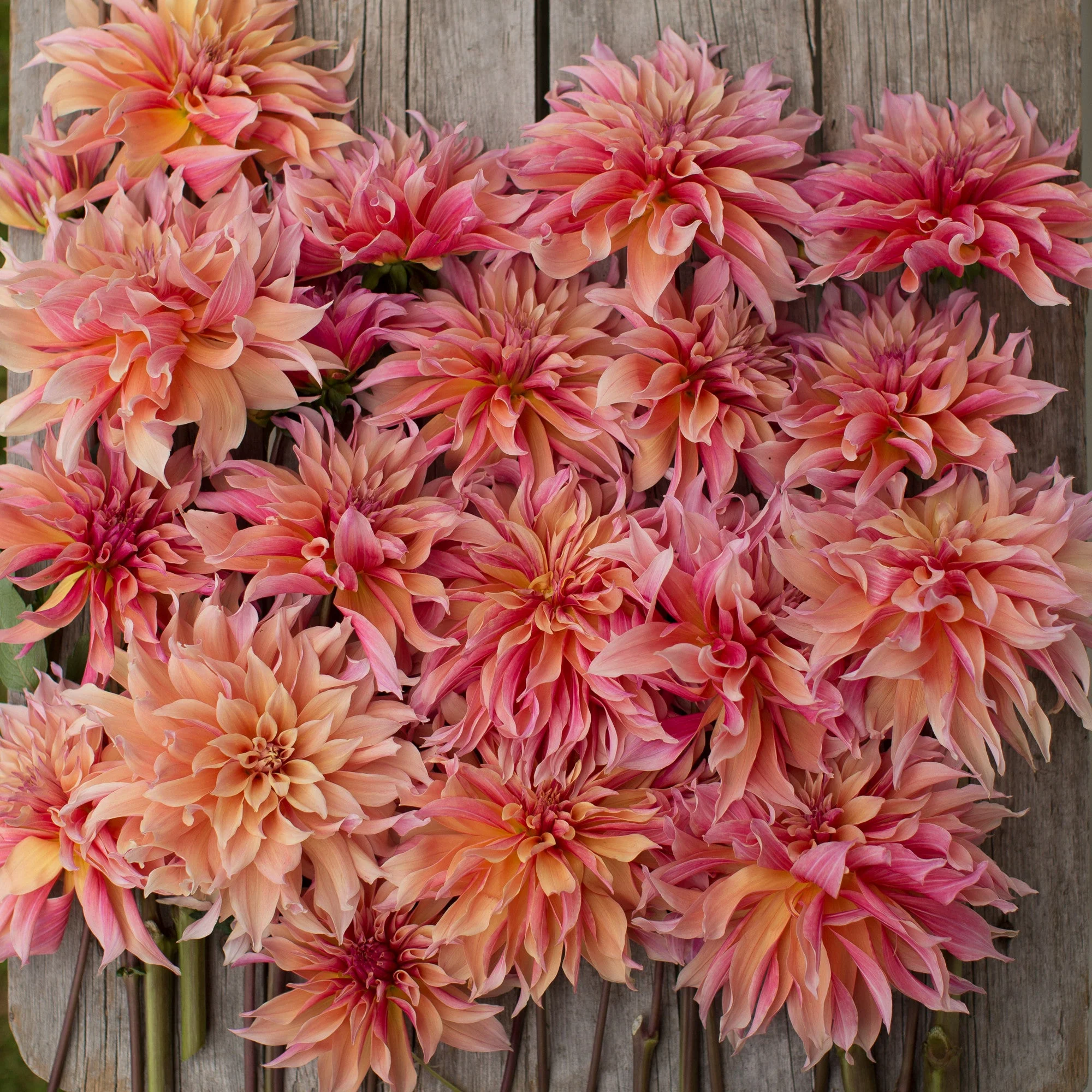 Dahlia Labyrinth - Image 3