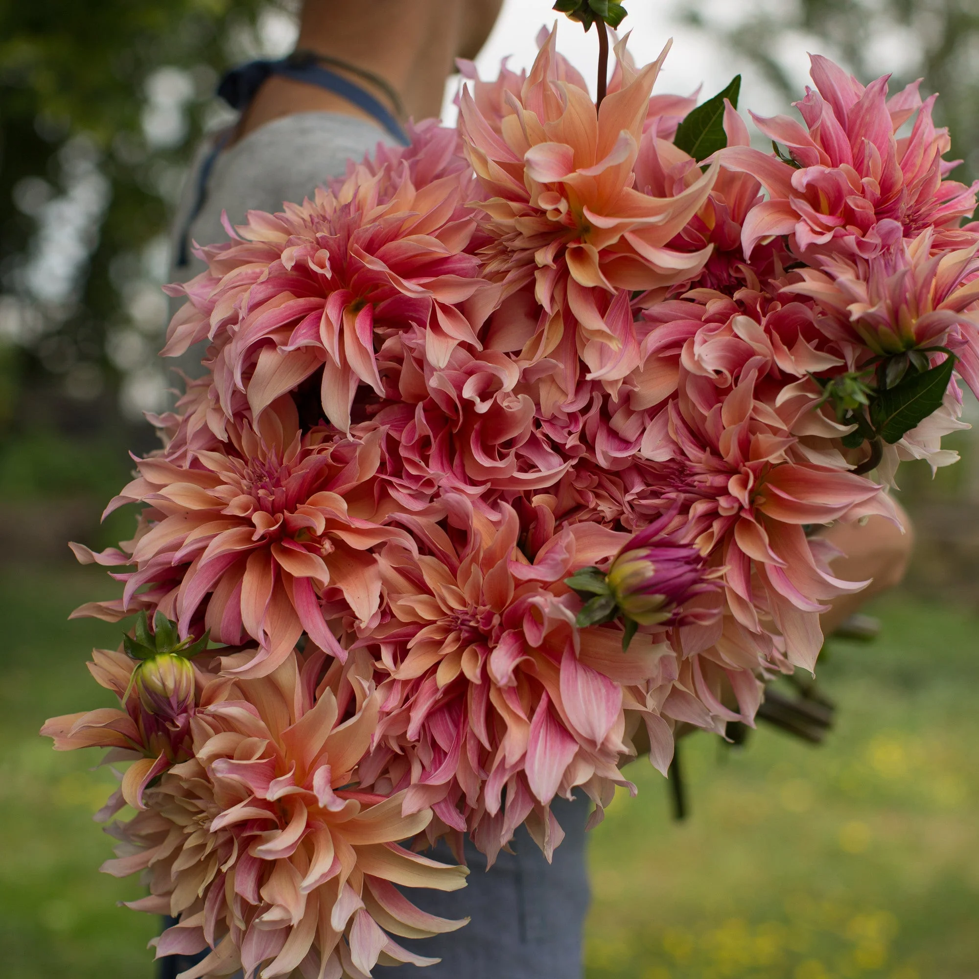 Dahlia Labyrinth - Image 4