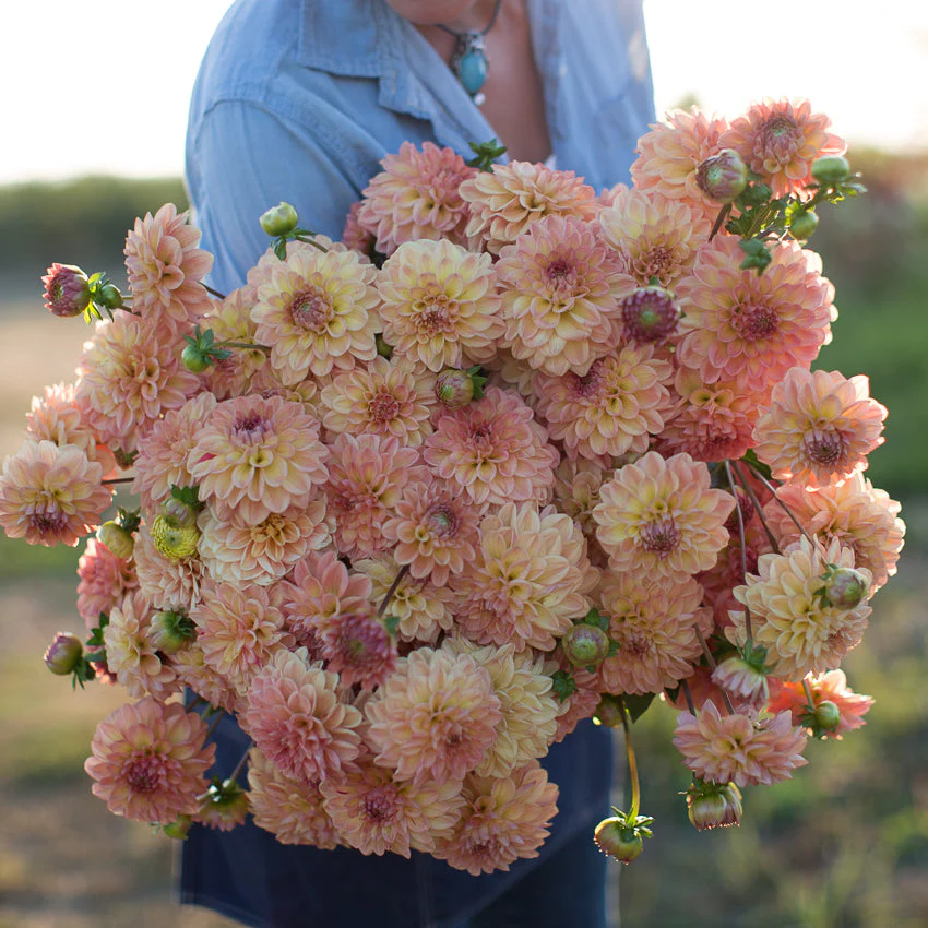Dahlia Lark’s Ebbe