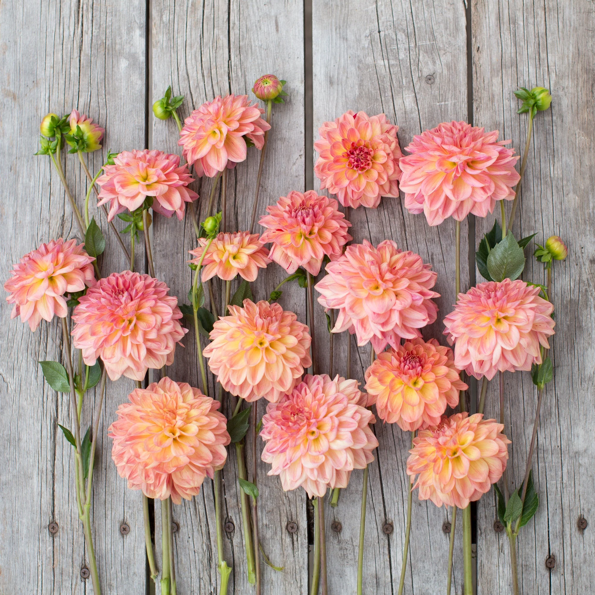 Dahlia Lark’s Ebbe - Image 3