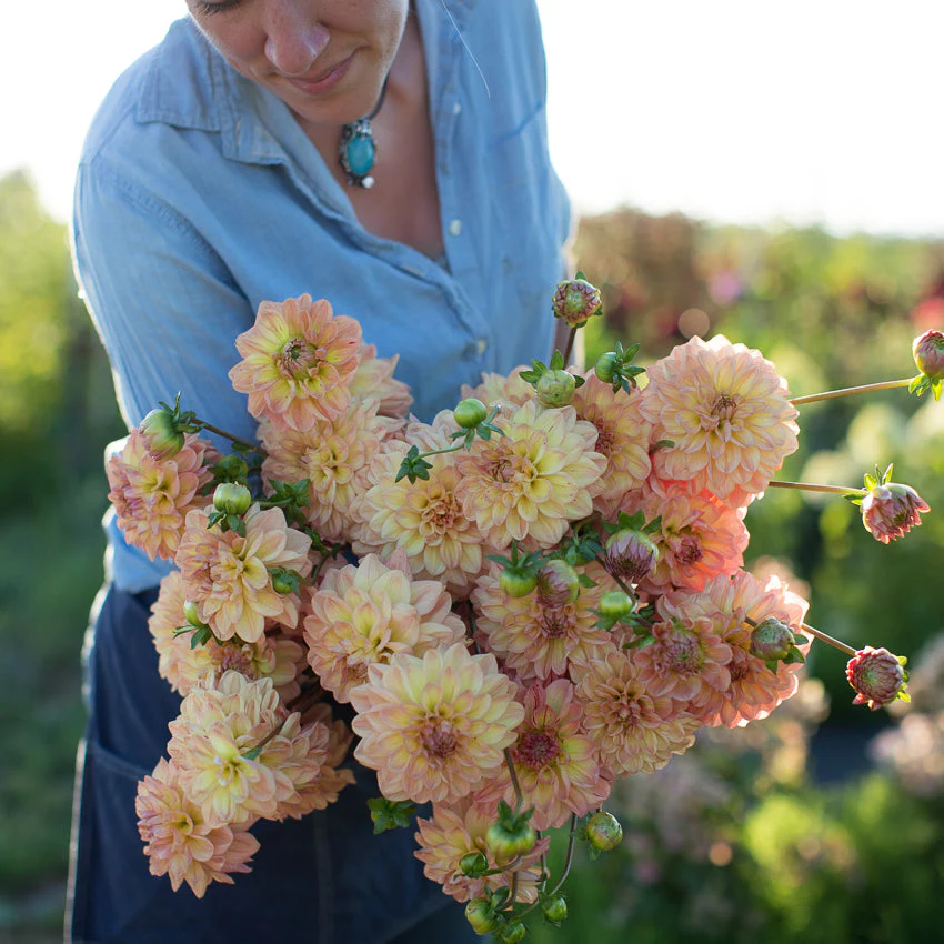 Dahlia Lark’s Ebbe - Image 5
