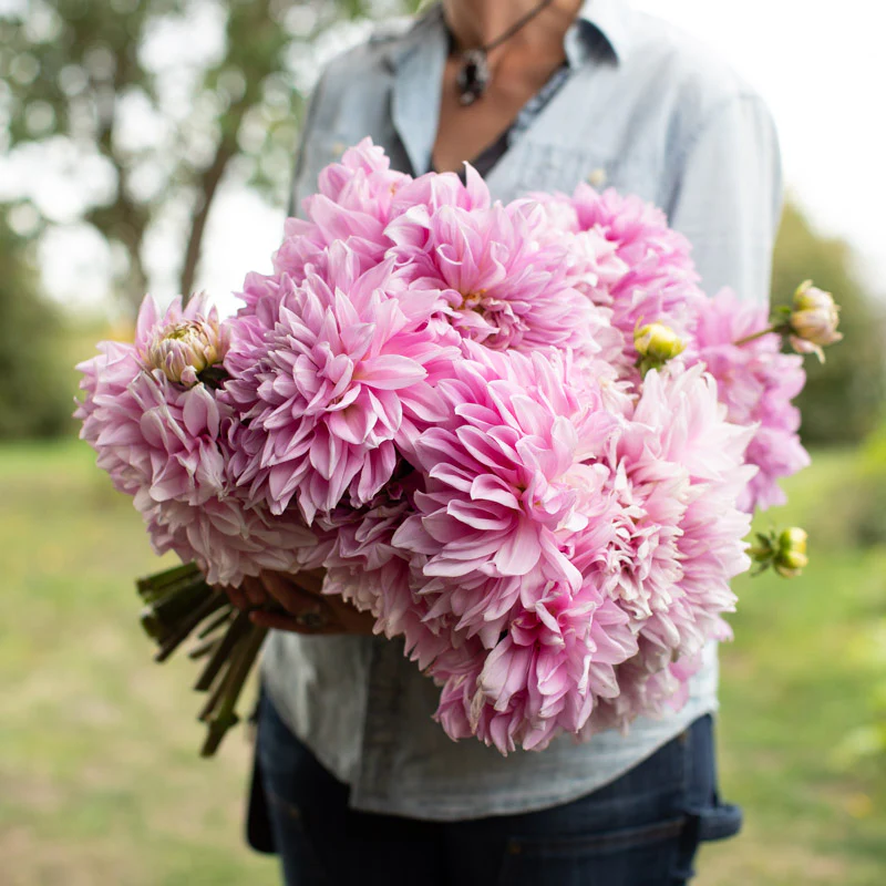 Dahlia Lavender Perfection