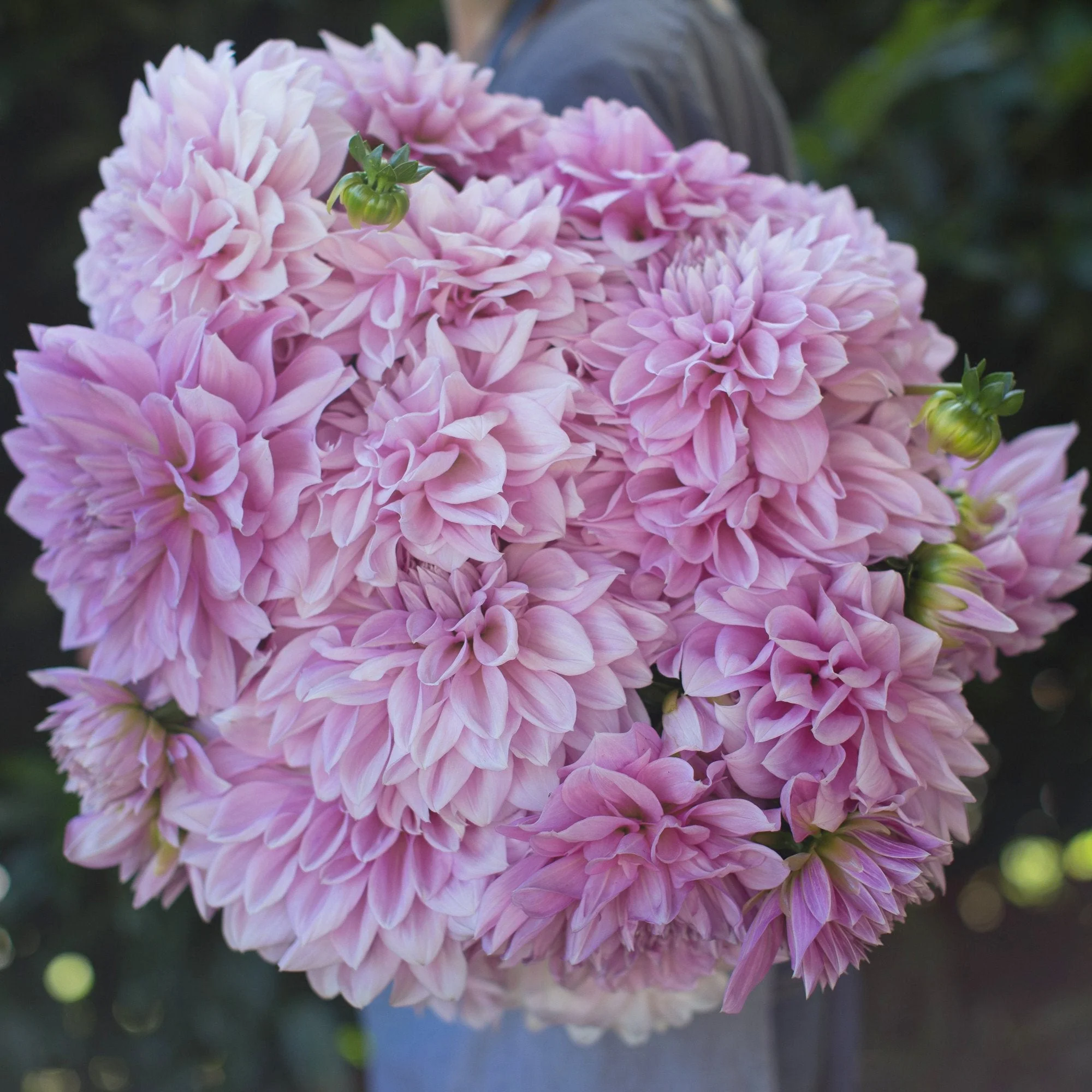 Dahlia Lavender Perfection - Image 2