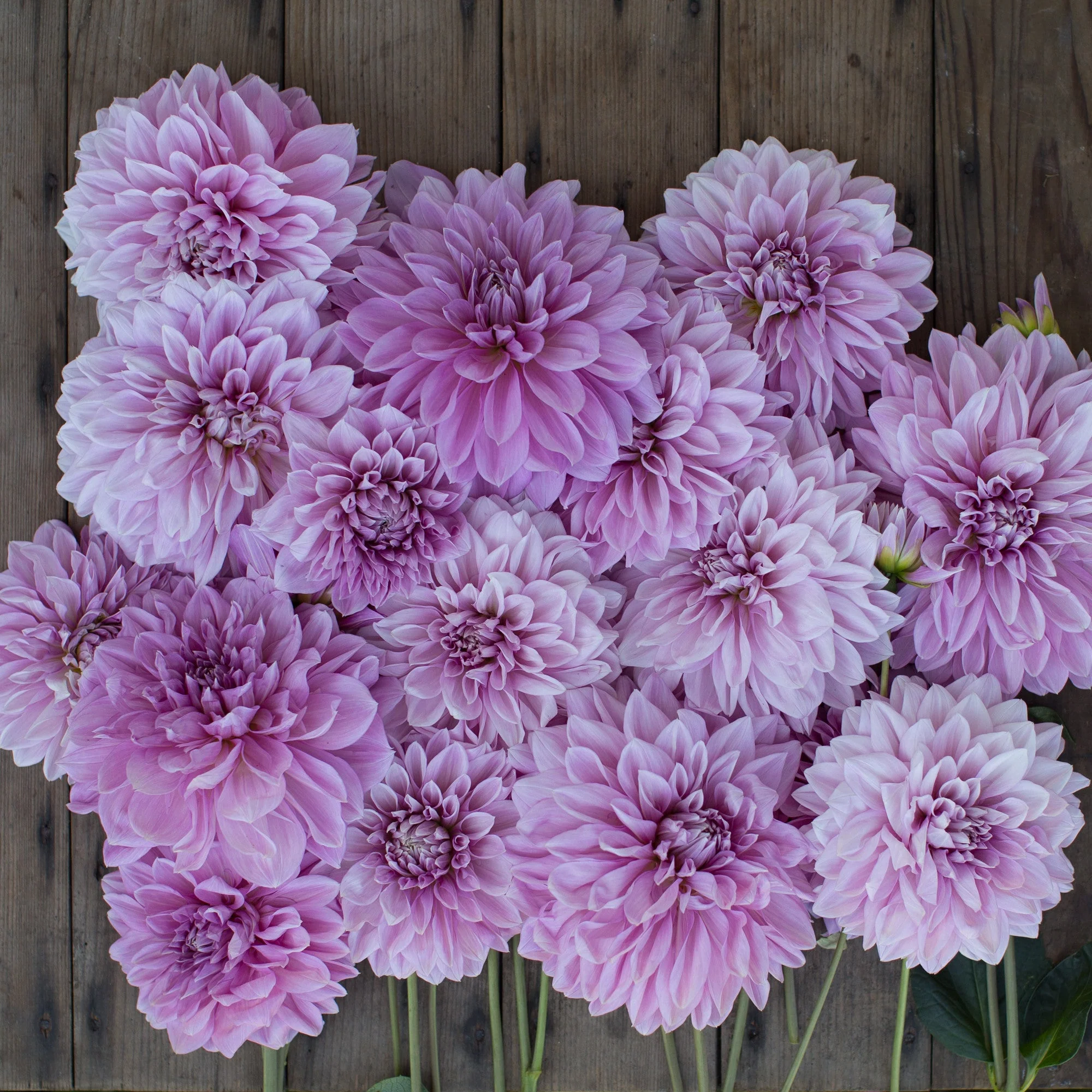 Dahlia Lavender Perfection - Image 3