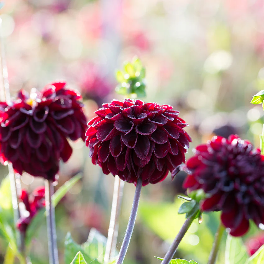 Dahlia Lights Out - Image 3