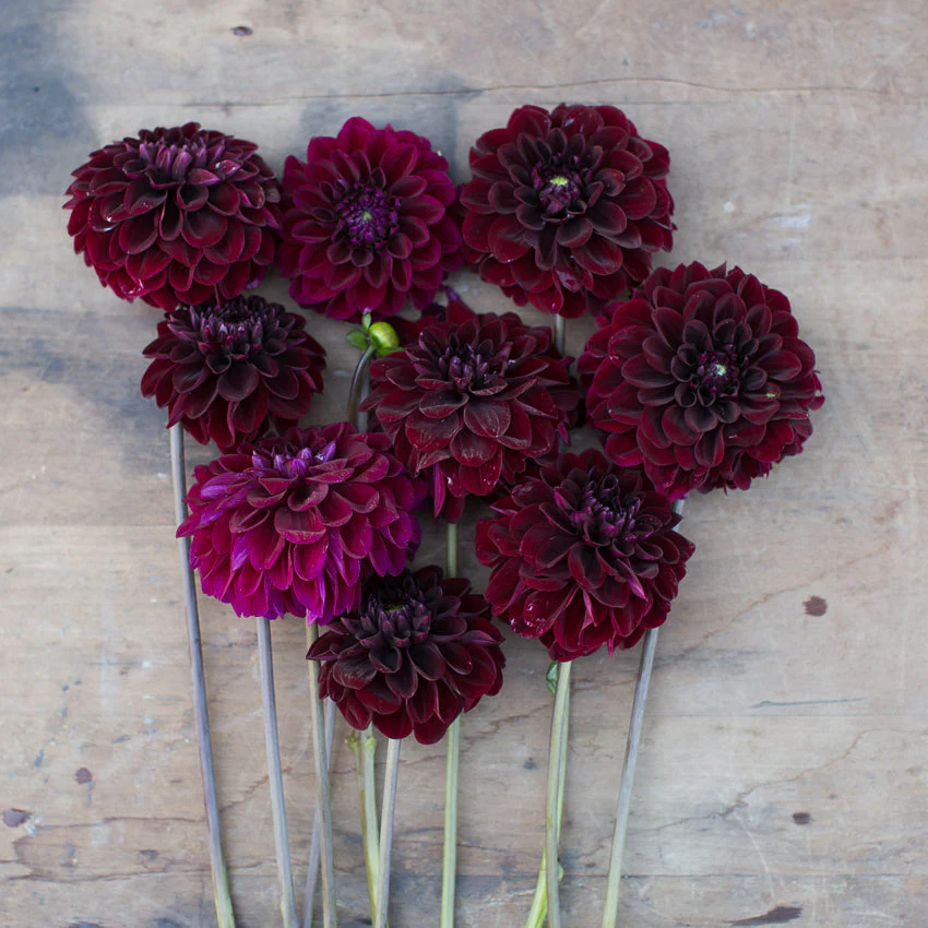 Dahlia Lights Out - Image 4