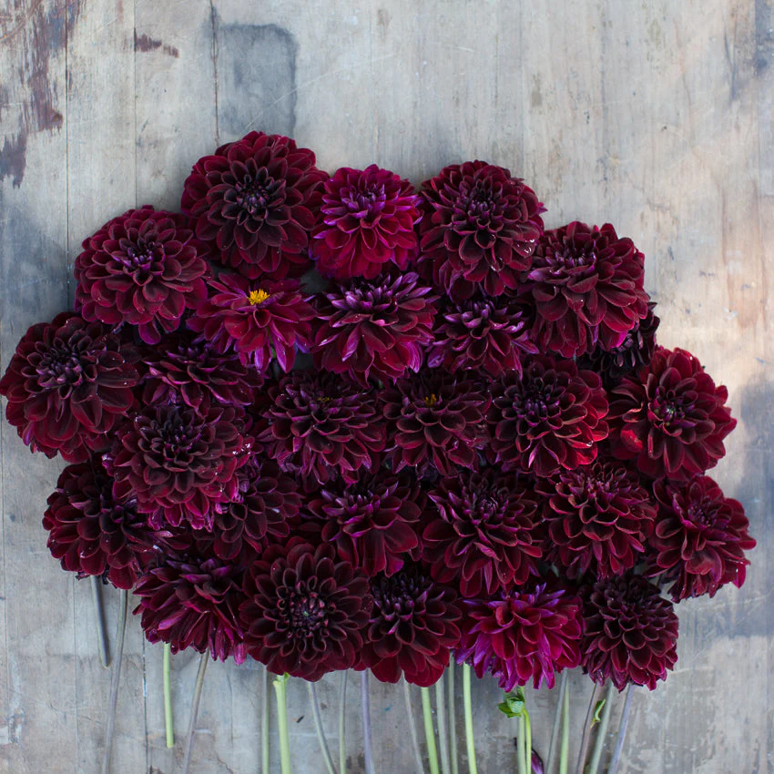 Dahlia Lights Out - Image 5