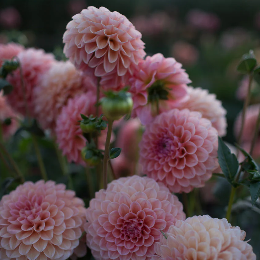 Dahlia Linda’s Baby - Image 3