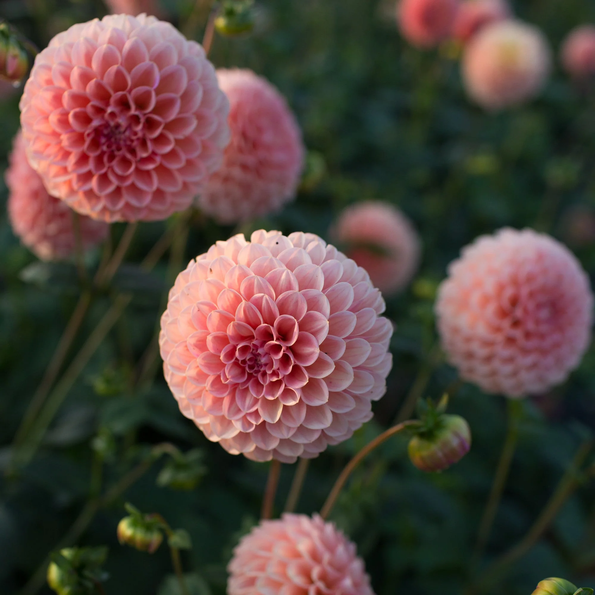 Dahlia Linda’s Baby - Image 4
