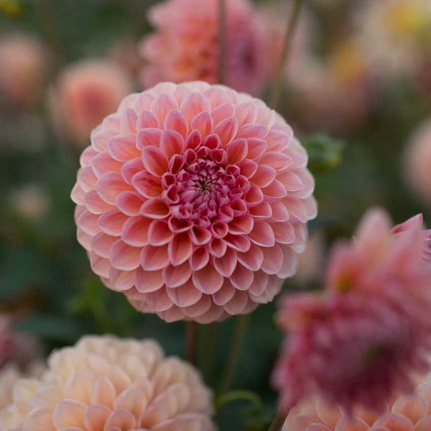 Dahlia Linda’s Baby - Image 5