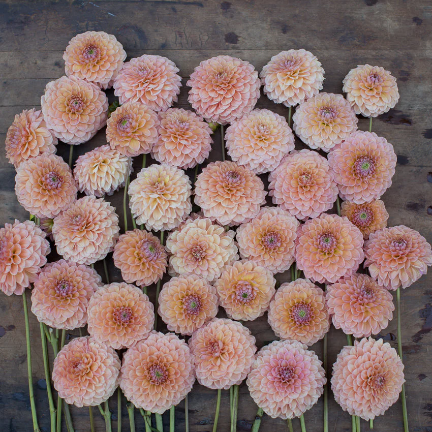 Dahlia Linda’s Baby - Image 6