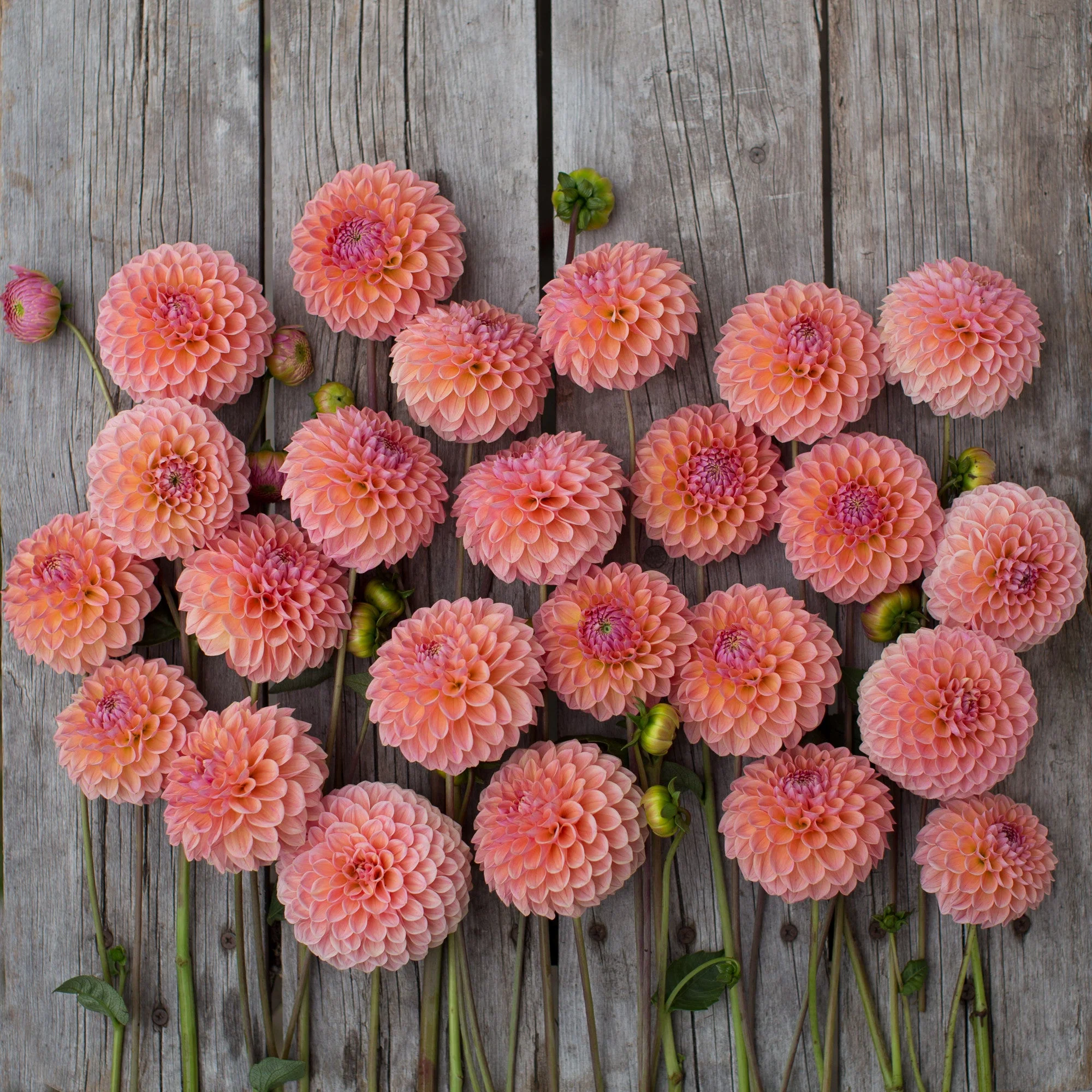 Dahlia Linda’s Baby - Image 7