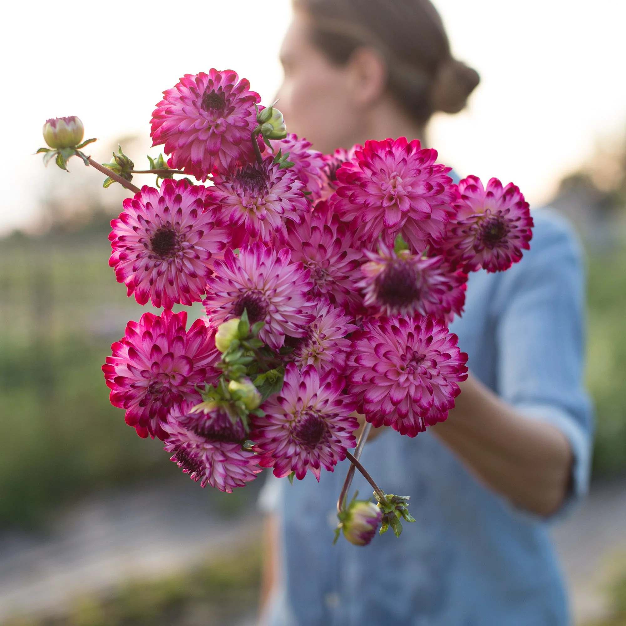 Dahlia Little Robert