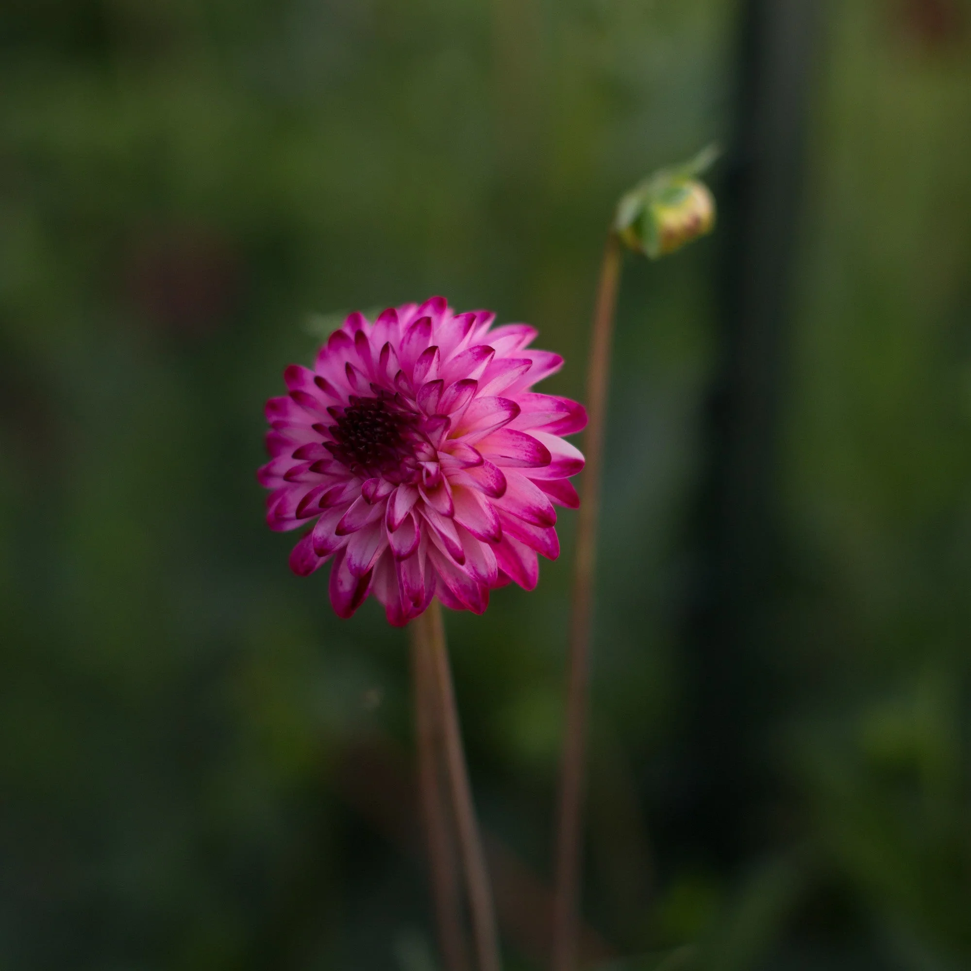 Dahlia Little Robert - Image 3