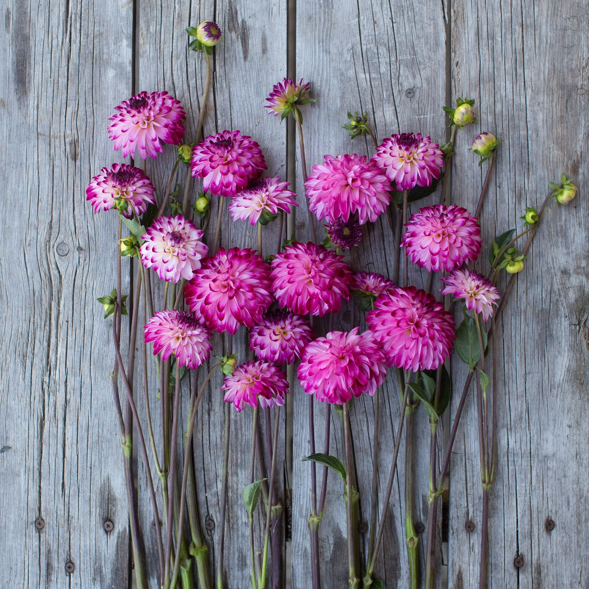 Dahlia Little Robert - Image 4