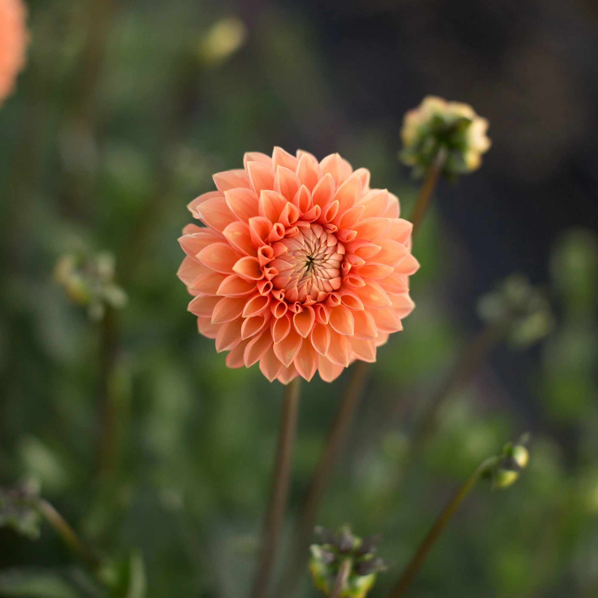 Dahlia Maarn - Image 3