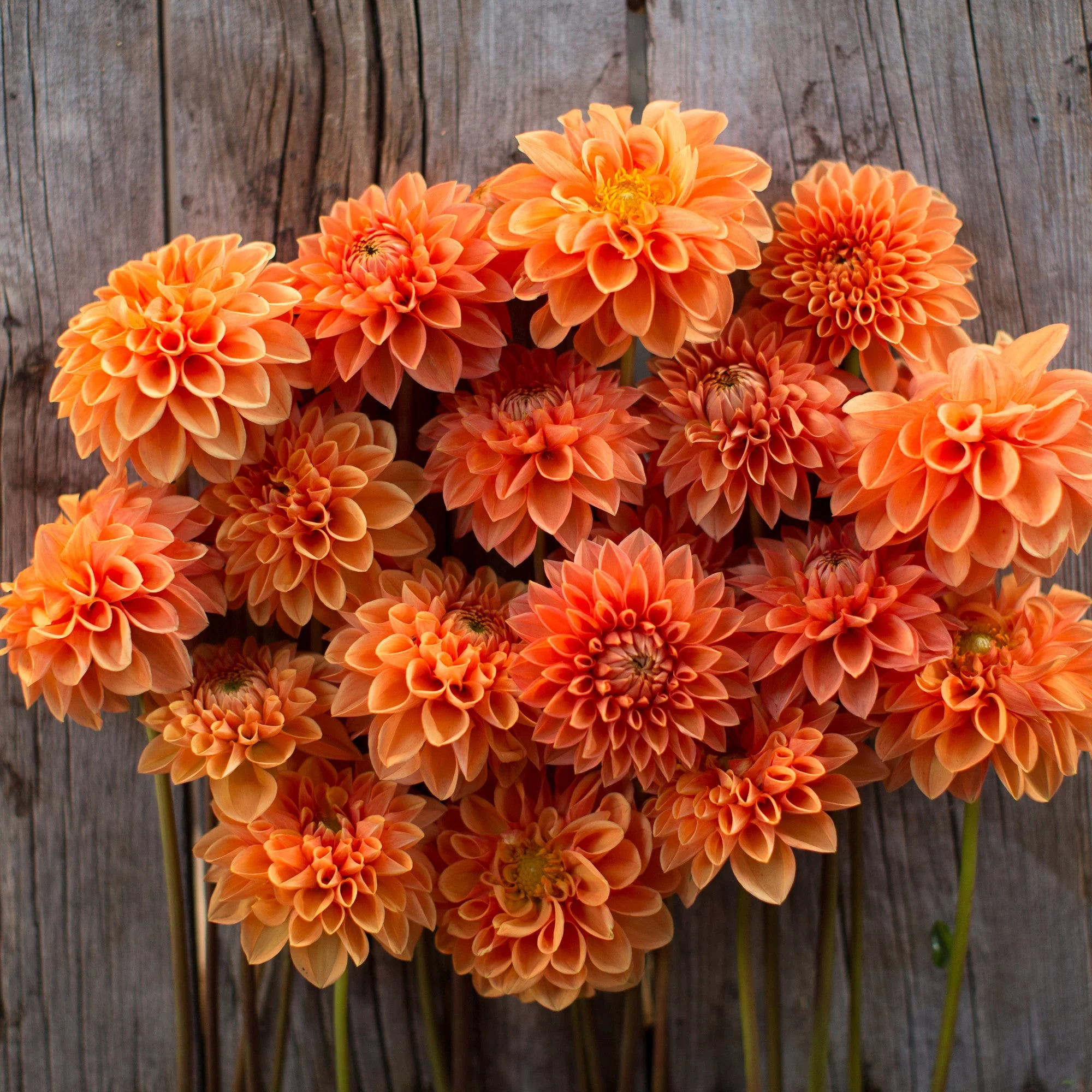Dahlia Maarn - Image 4
