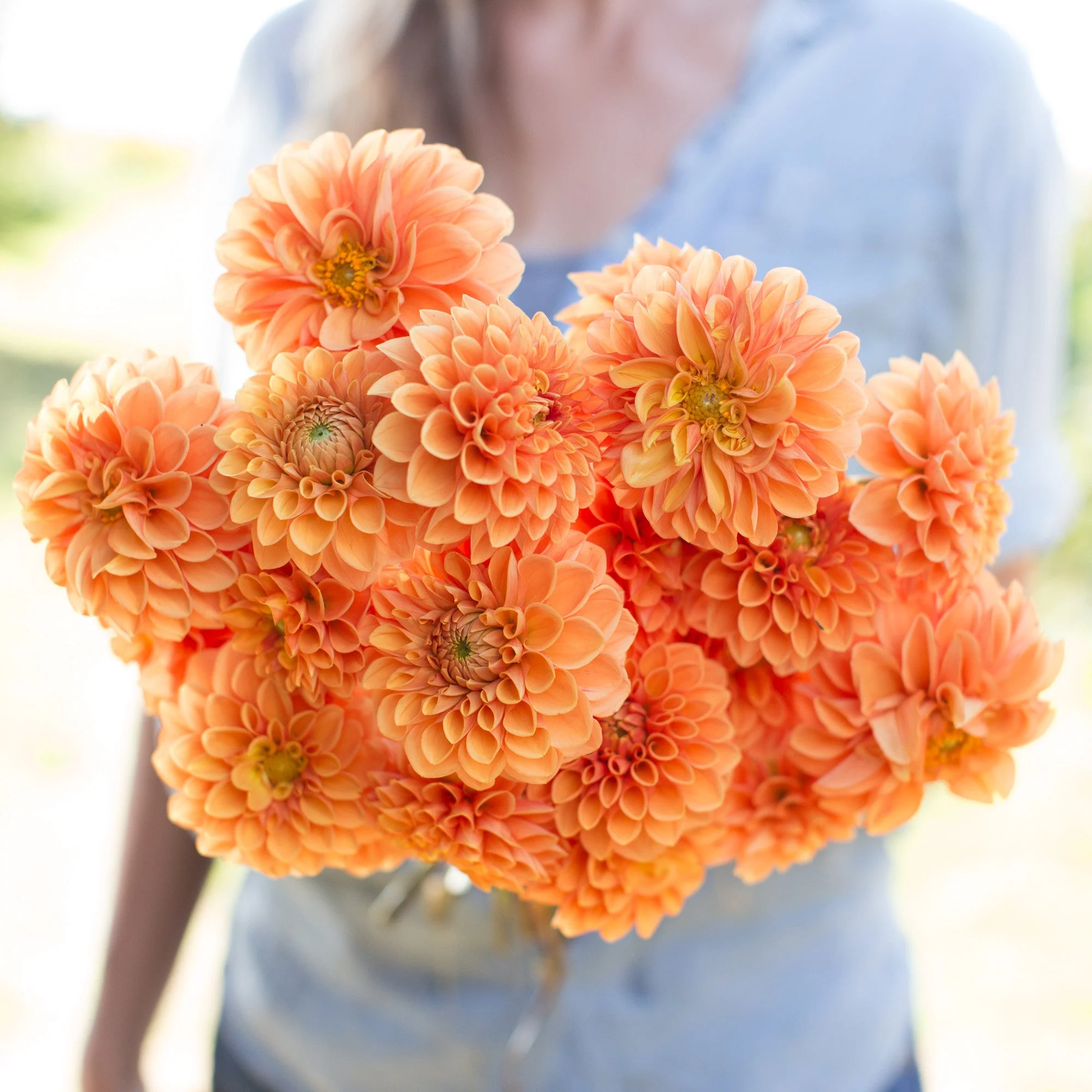 Dahlia Maarn - Image 5