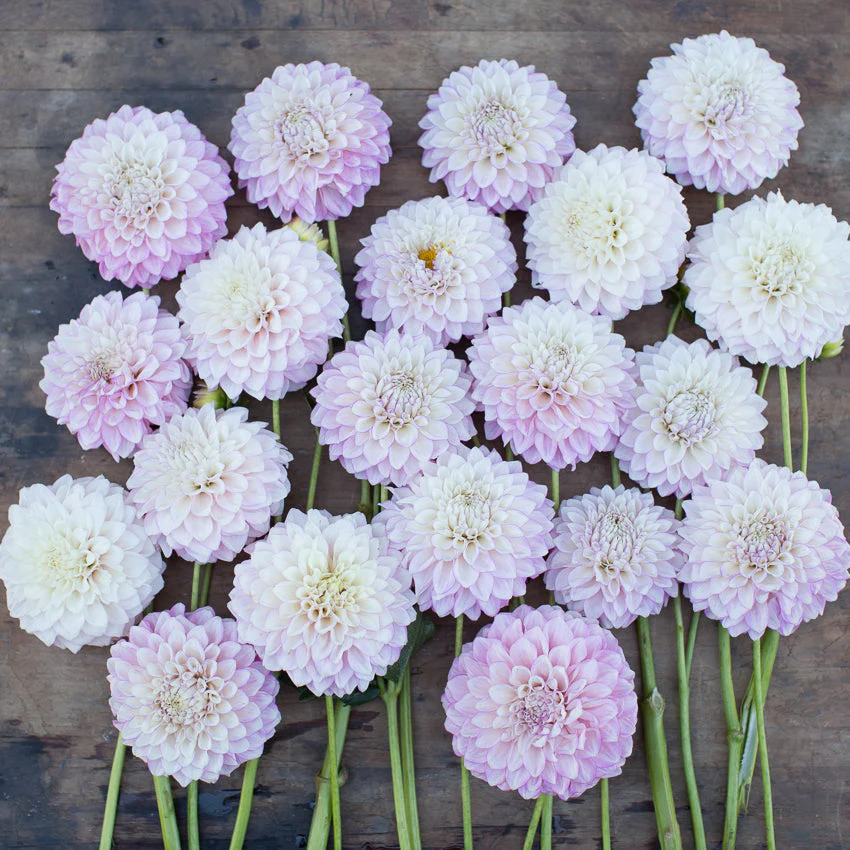 Dahlia Maltby Pearl - Image 3