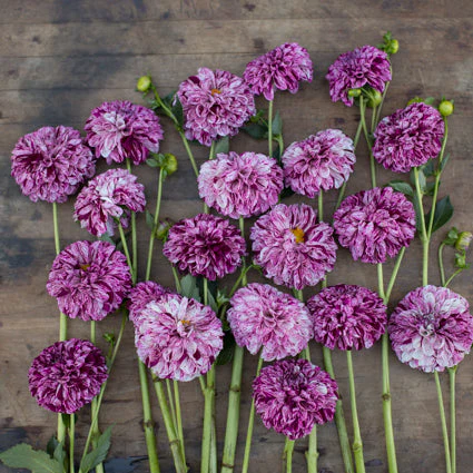 Dahlia Marble Ball - Image 3