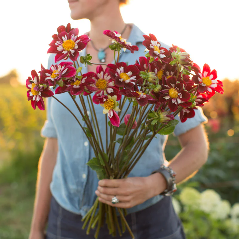 Dahlia Mary Eveline