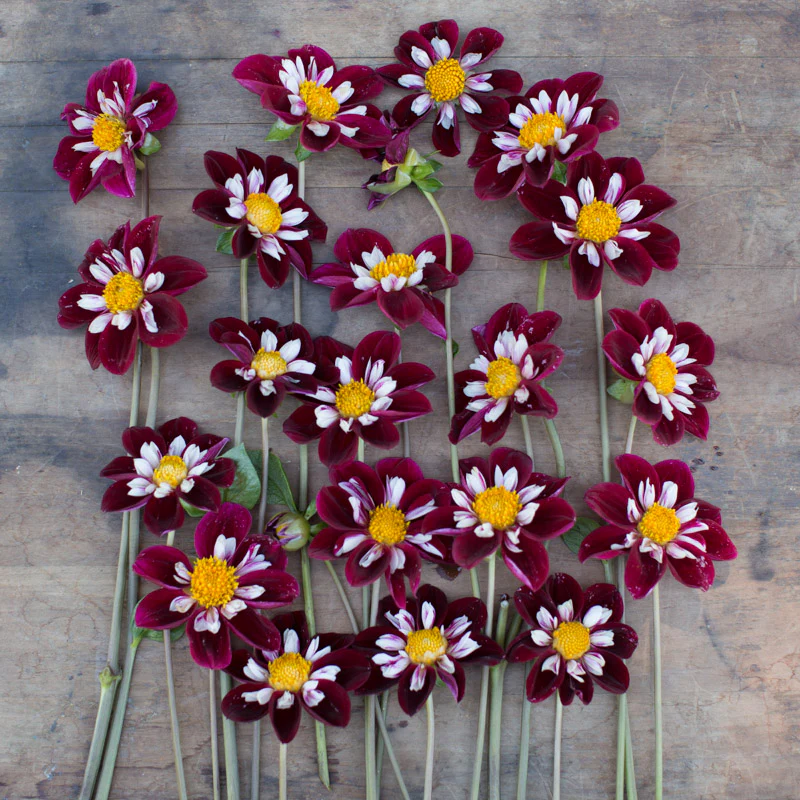 Dahlia Mary Eveline - Image 2