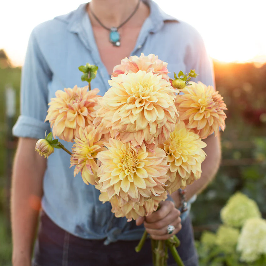 Dahlia Miss Amara