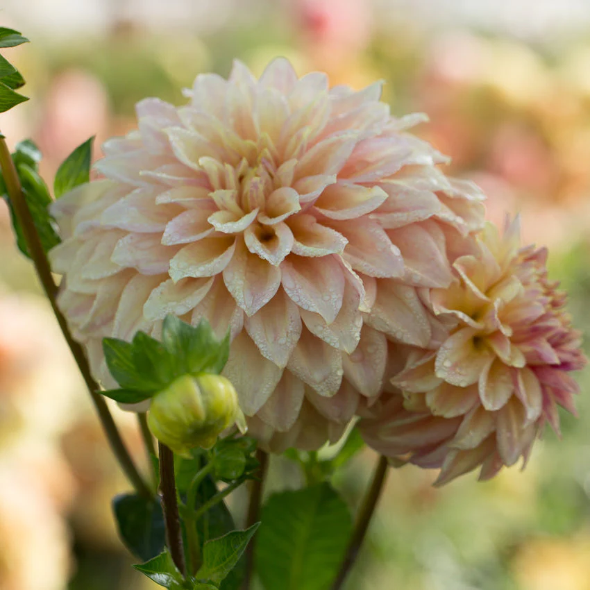 Dahlia Miss Amara - Image 2