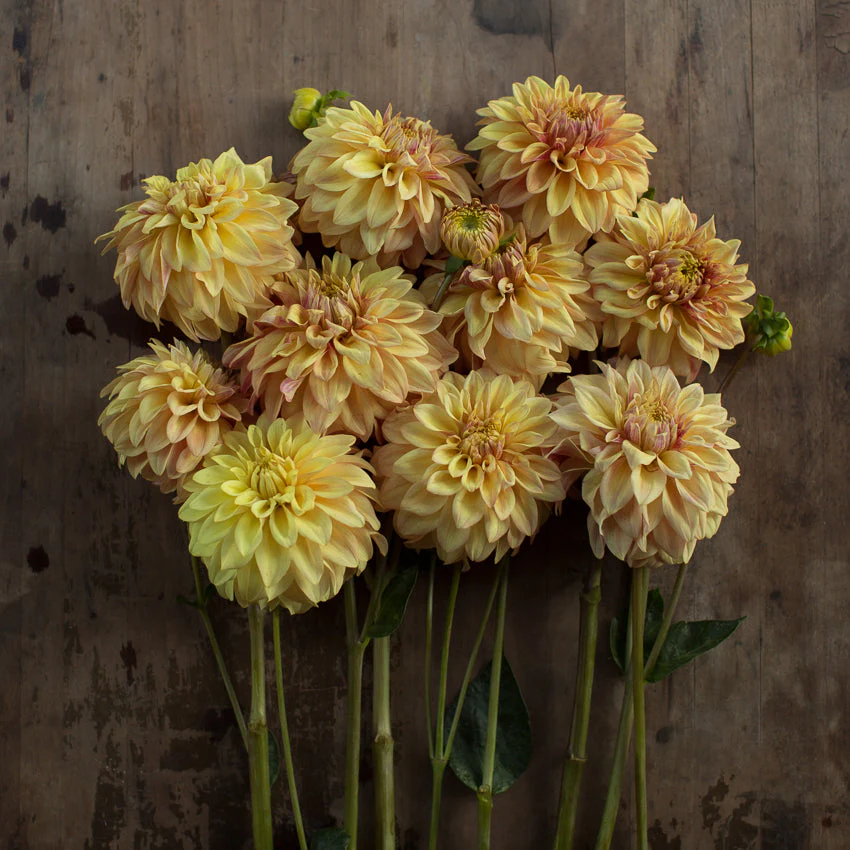 Dahlia Miss Amara - Image 3