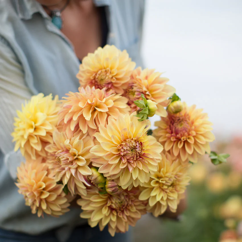 Dahlia Miss Amara - Image 4