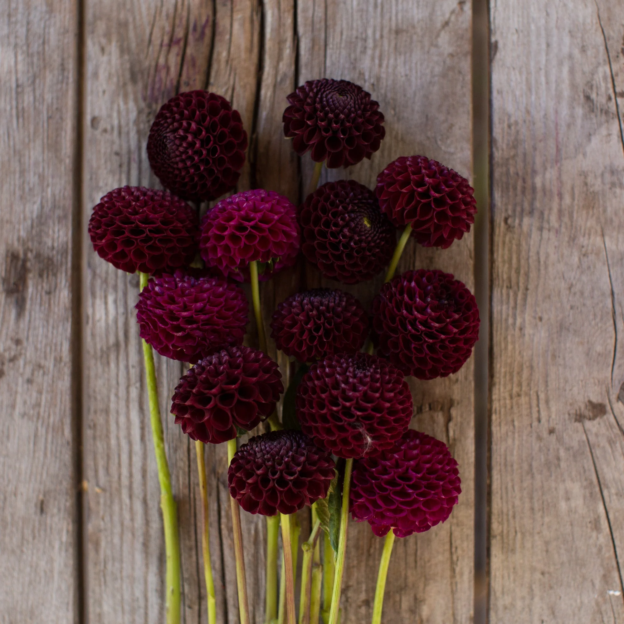 Dahlia Moor Place - Image 5