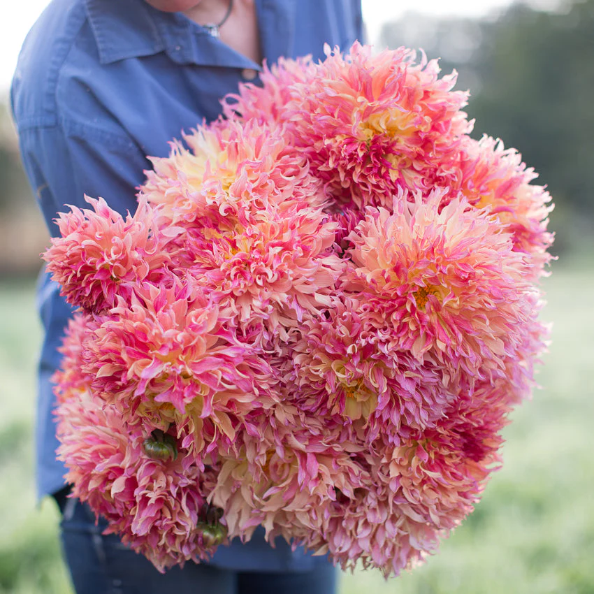 Dahlia Myrtle’s Folly
