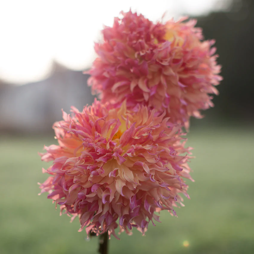 Dahlia Myrtle’s Folly - Image 2