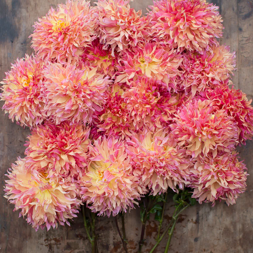 Dahlia Myrtle’s Folly - Image 3