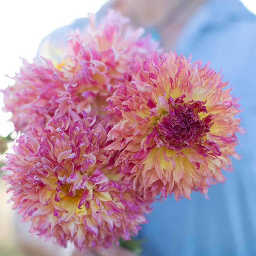 Dahlia Myrtle’s Folly - Image 4