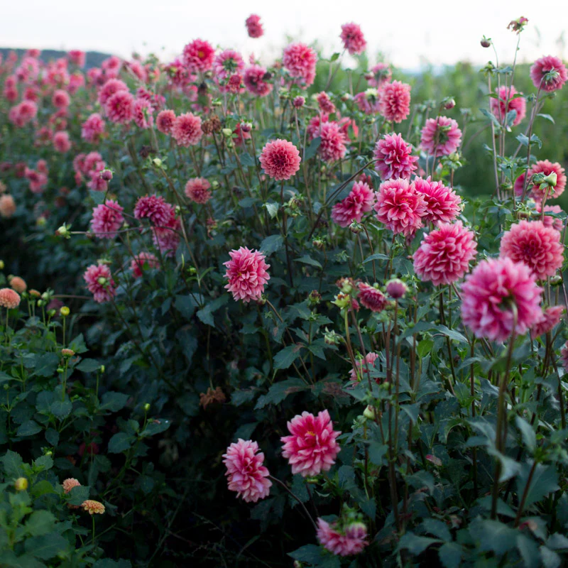 Dahlia Mystique - Image 2