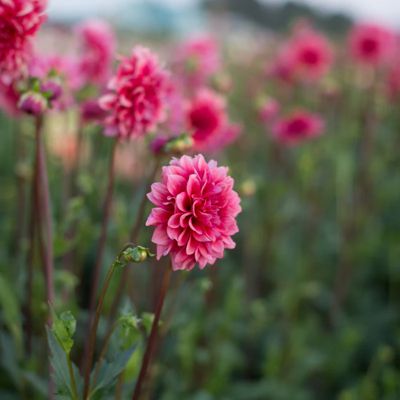 Dahlia Mystique - Image 3
