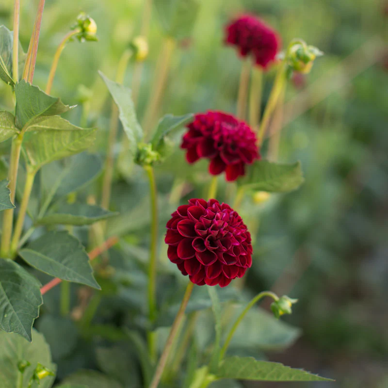 Dahlia Natal - Image 2