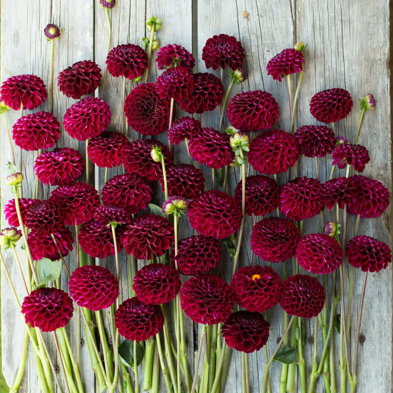 Dahlia Natal - Image 3