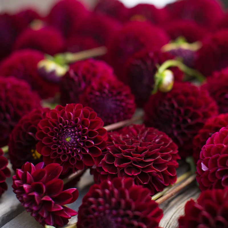 Dahlia Natal - Image 4