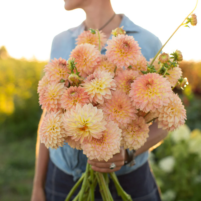 Dahlia Oreti Adele