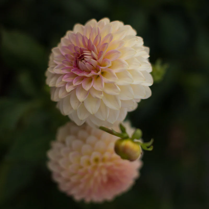 Dahlia Oreti Adele - Image 2