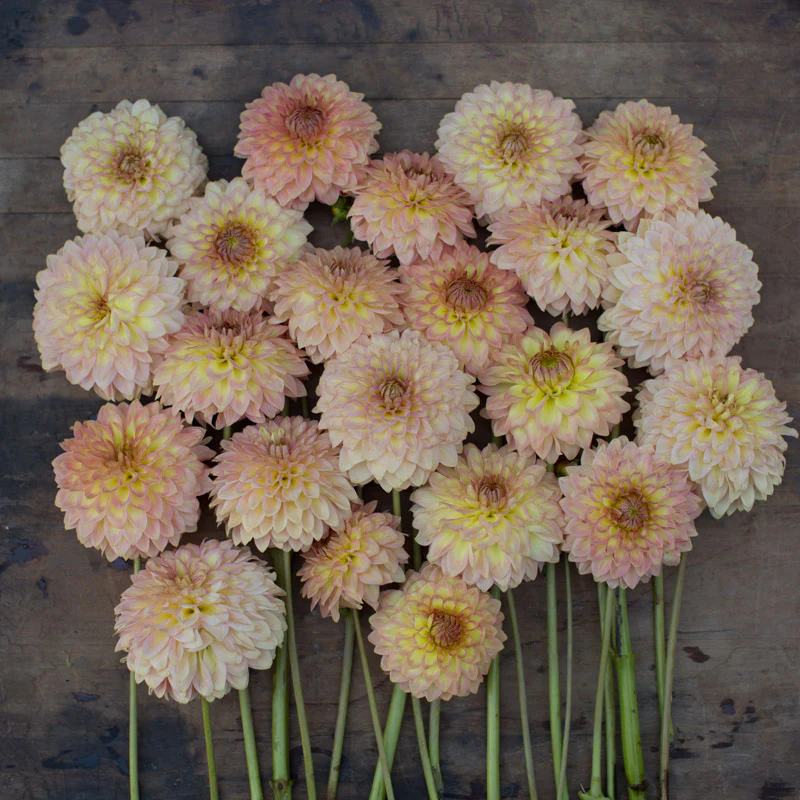 Dahlia Oreti Adele - Image 3